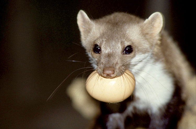 🔊 Jak funguje ochrana proti kunám?