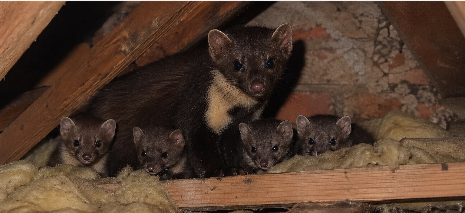 🦝 Jak dlouho vydrží kuna na půdě a kdy odchází sama?