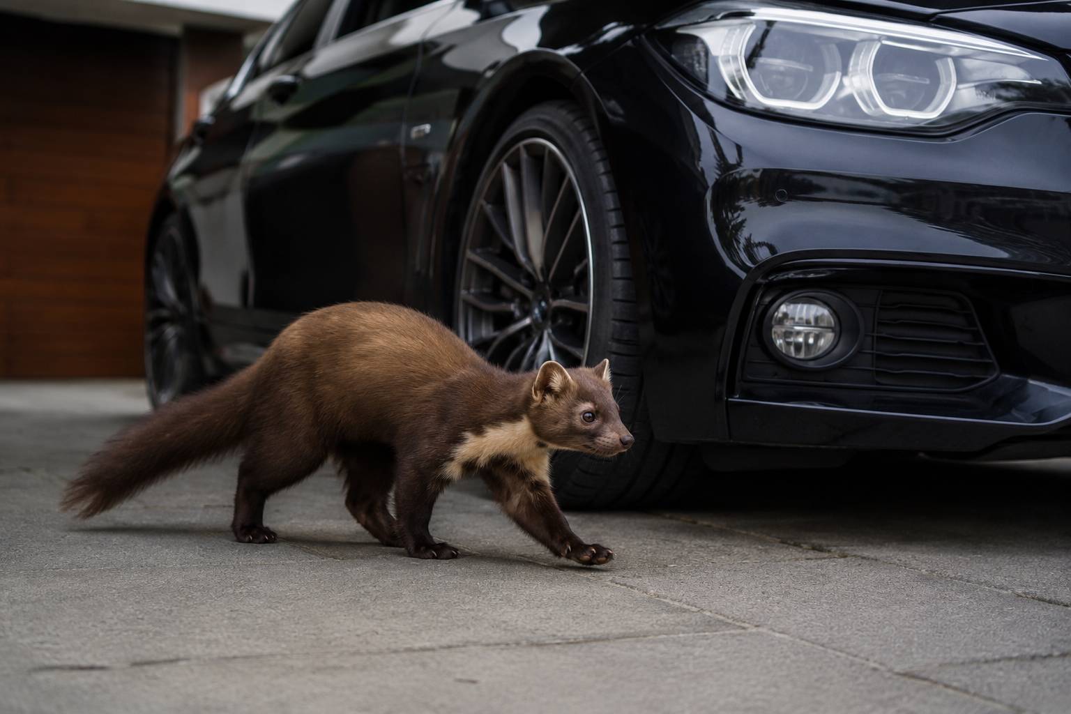 🦝 Problémy s kunou